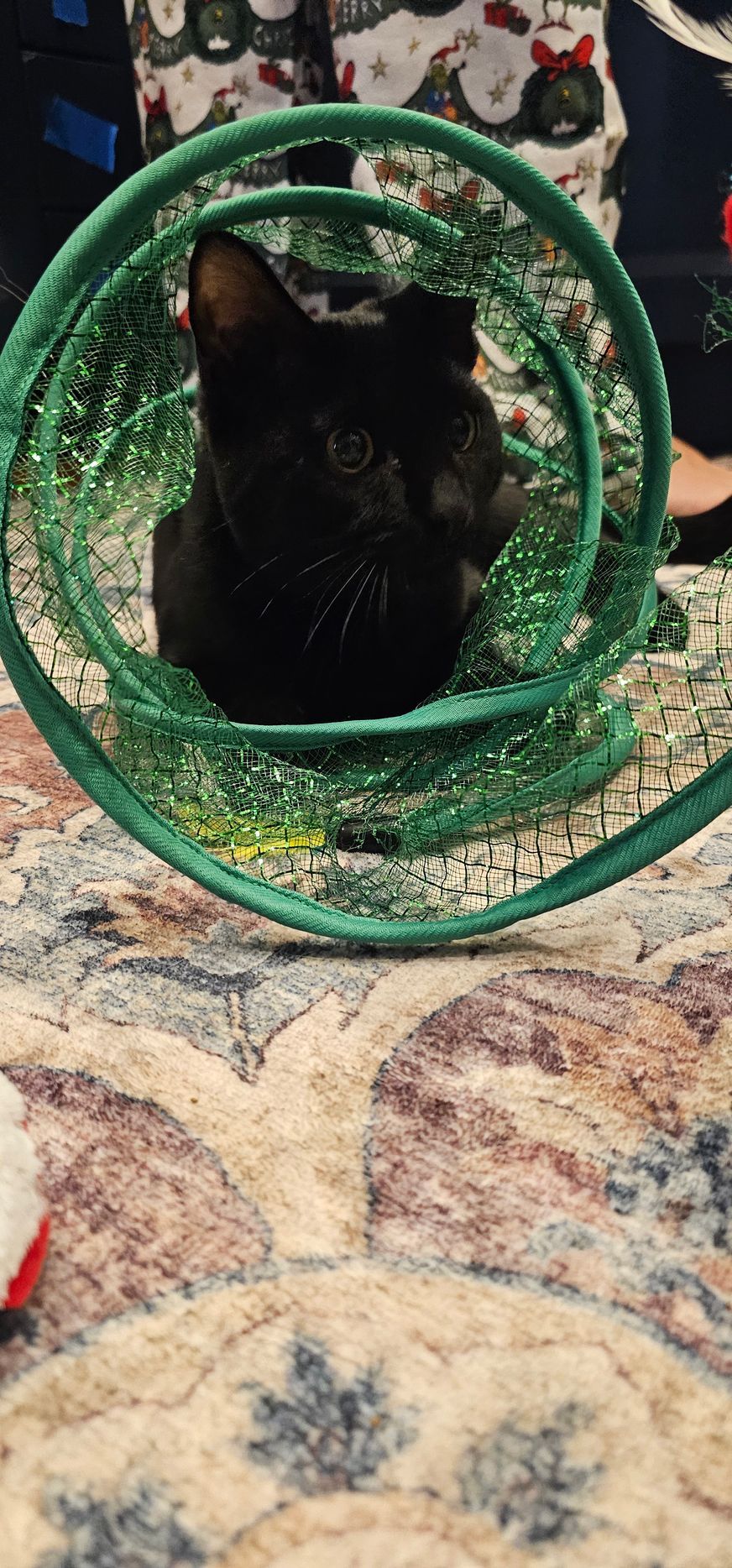 Black cat inside a green spiral toy on a patterned rug.