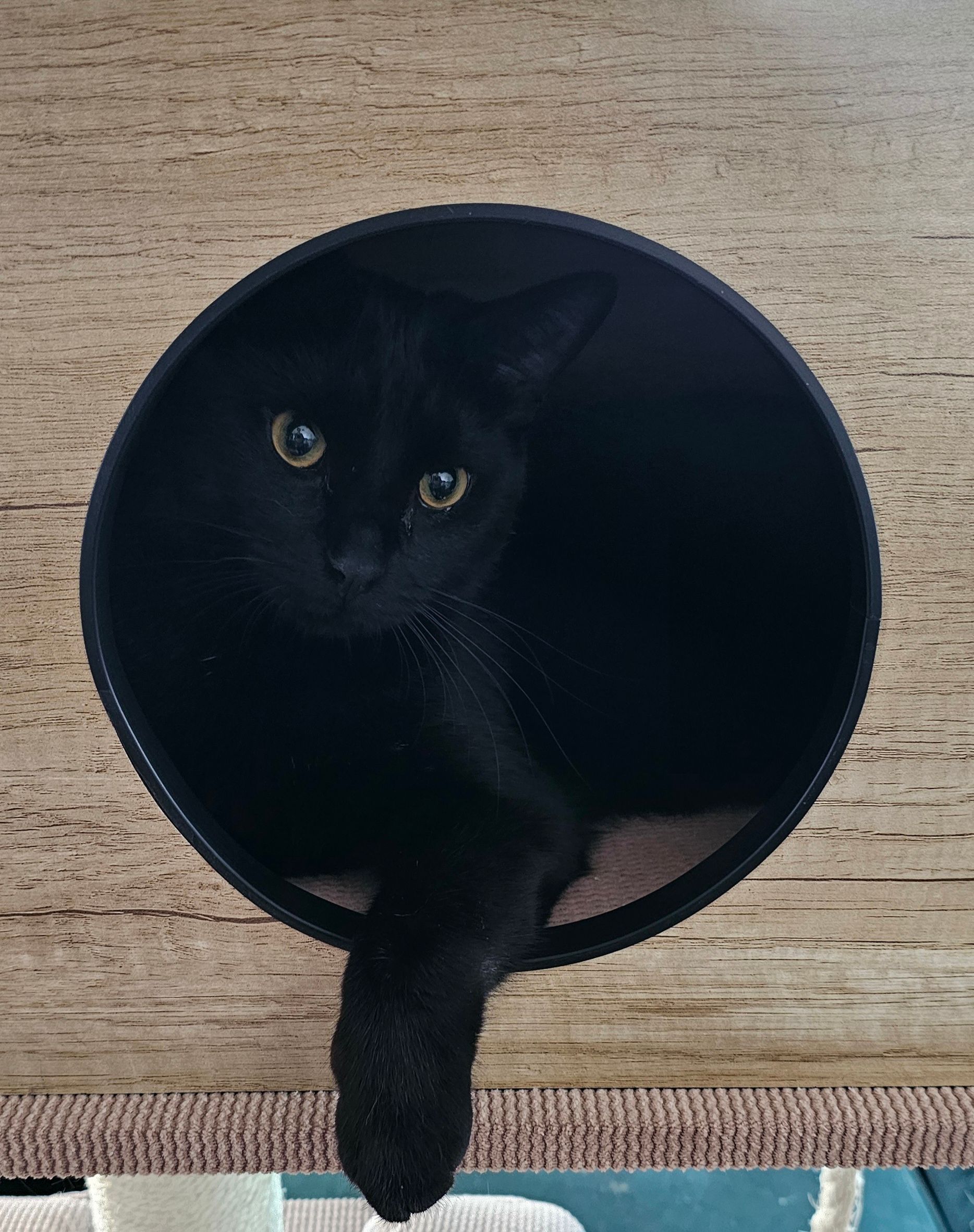 Black cat peeks from a round opening, paw dangling down; sits in a cat bed.