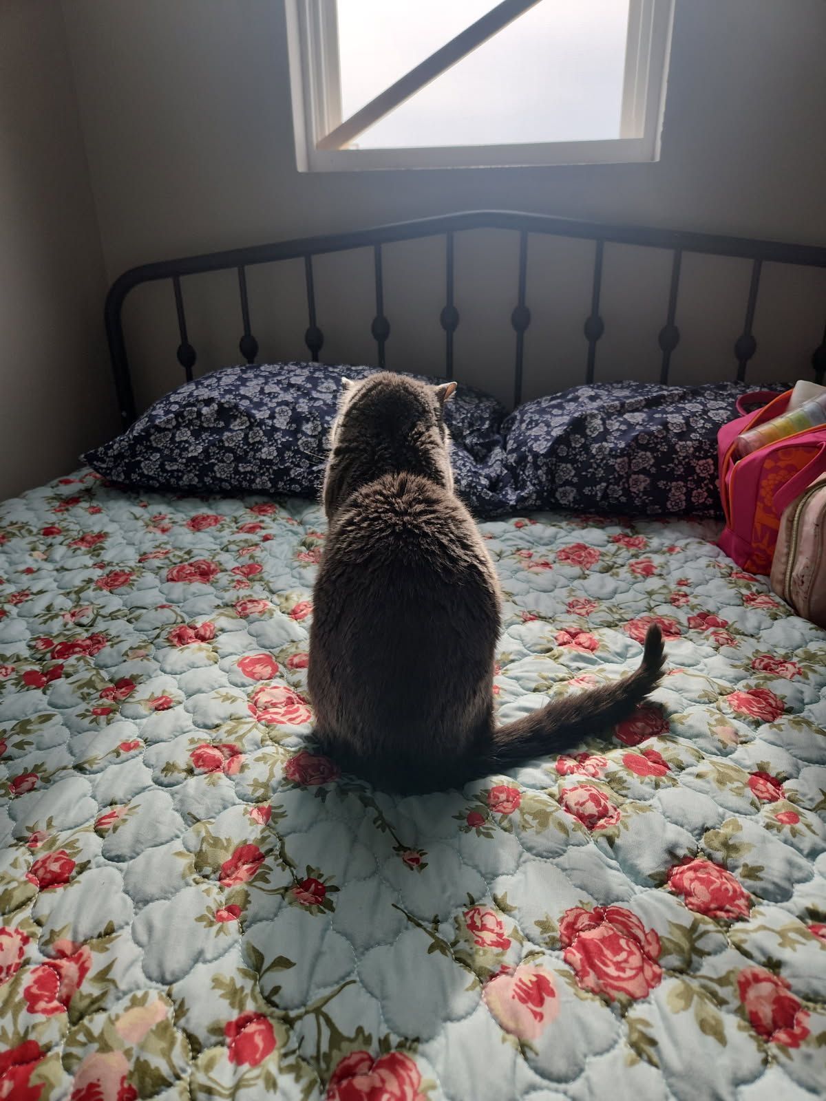 Cat sitting on bed, facing away from the camera, looking towards a window.