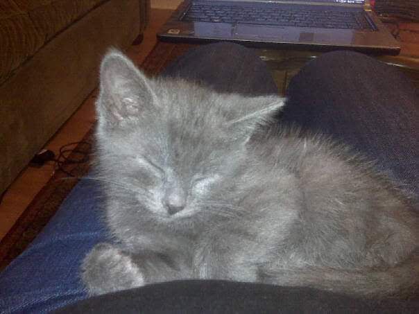 Gray kitten asleep on a person's lap, near a laptop.