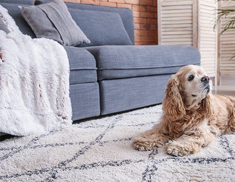 Janitor Cleaning Carpet — Jacksonvile, NC — Carolina Clean Care