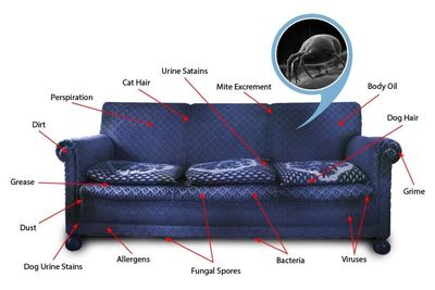 Filthy Couch Diagram — Jacksonvile, NC — Carolina Clean Care