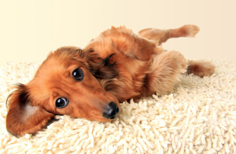 Cute Dog Near Wet Spot on Carpet — Jacksonvile, NC — Carolina Clean Care
