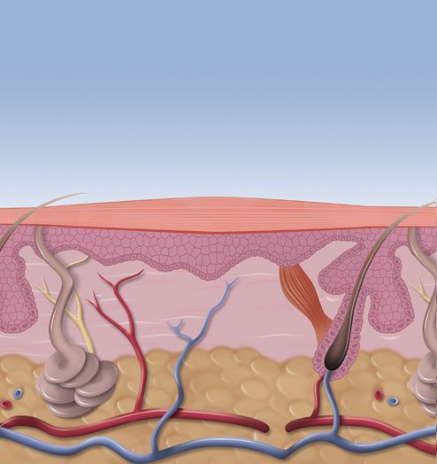 Cross-section of human skin, showing layers, hair follicles, blood vessels, and sebaceous glands.