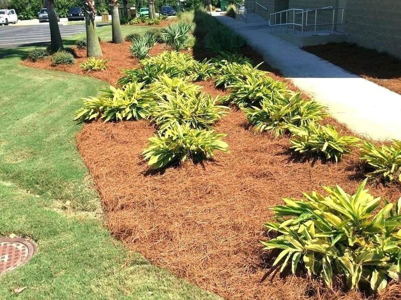 Mulched garden bed with green shrubs beside a sidewalk and grassy lawn