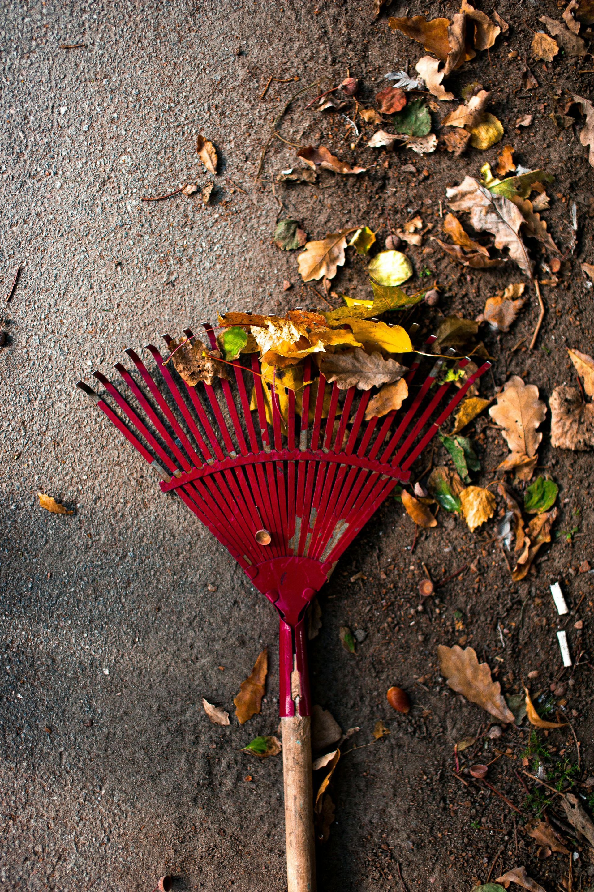 Red rake on pavement beside scattered fallen leaves and dirt edge