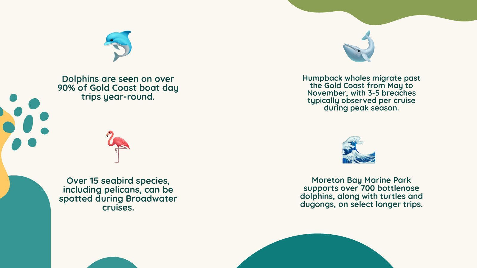 Gold Coast wildlife: Dolphins, whales, seabirds, and turtles seen on cruises.