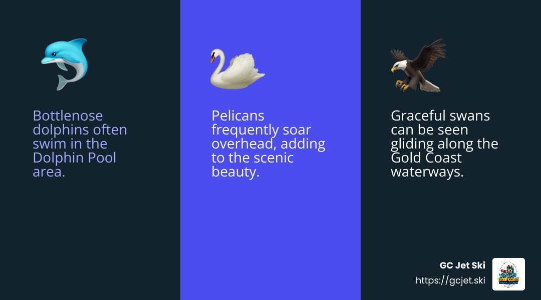 Dolphins, pelicans, and swan descriptions over a dark background with blue columns.