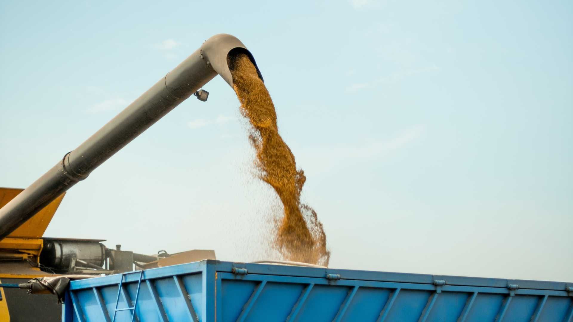 grain auger pouring out grain