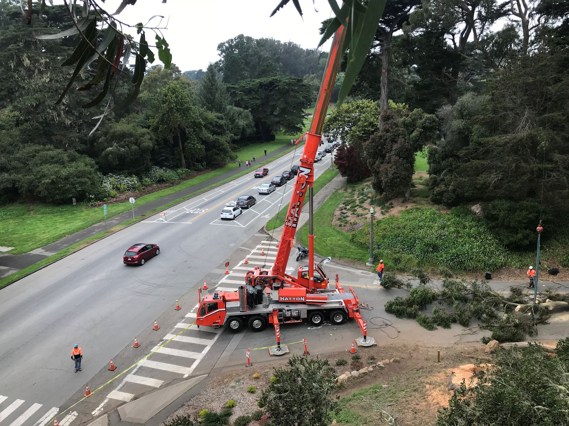 Tree Removal in Sacramento, CA - FC Valley Tree Care Inc.