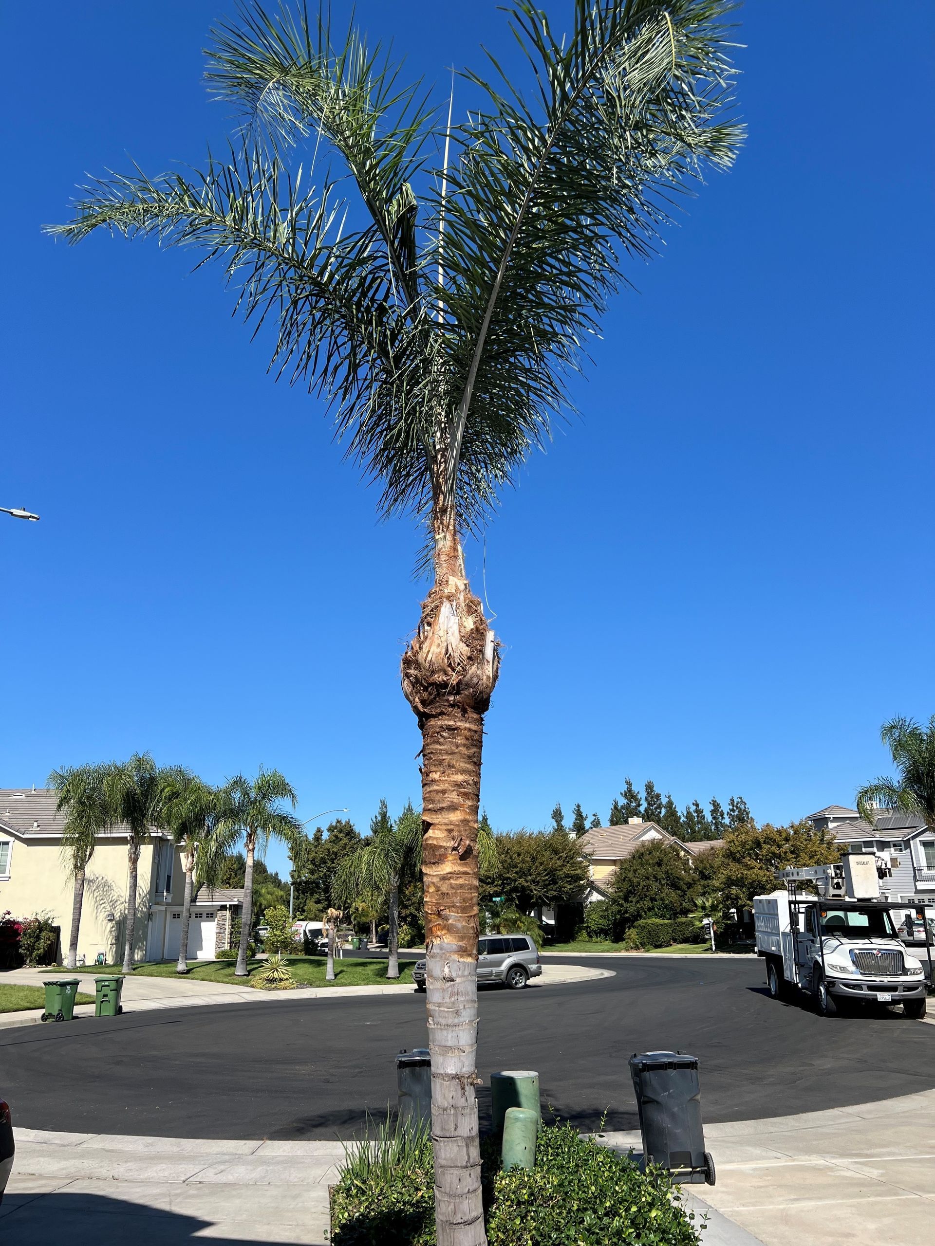 Palm Tree Pruning in Sacramento, CA - FC Valley Tree Care Inc.