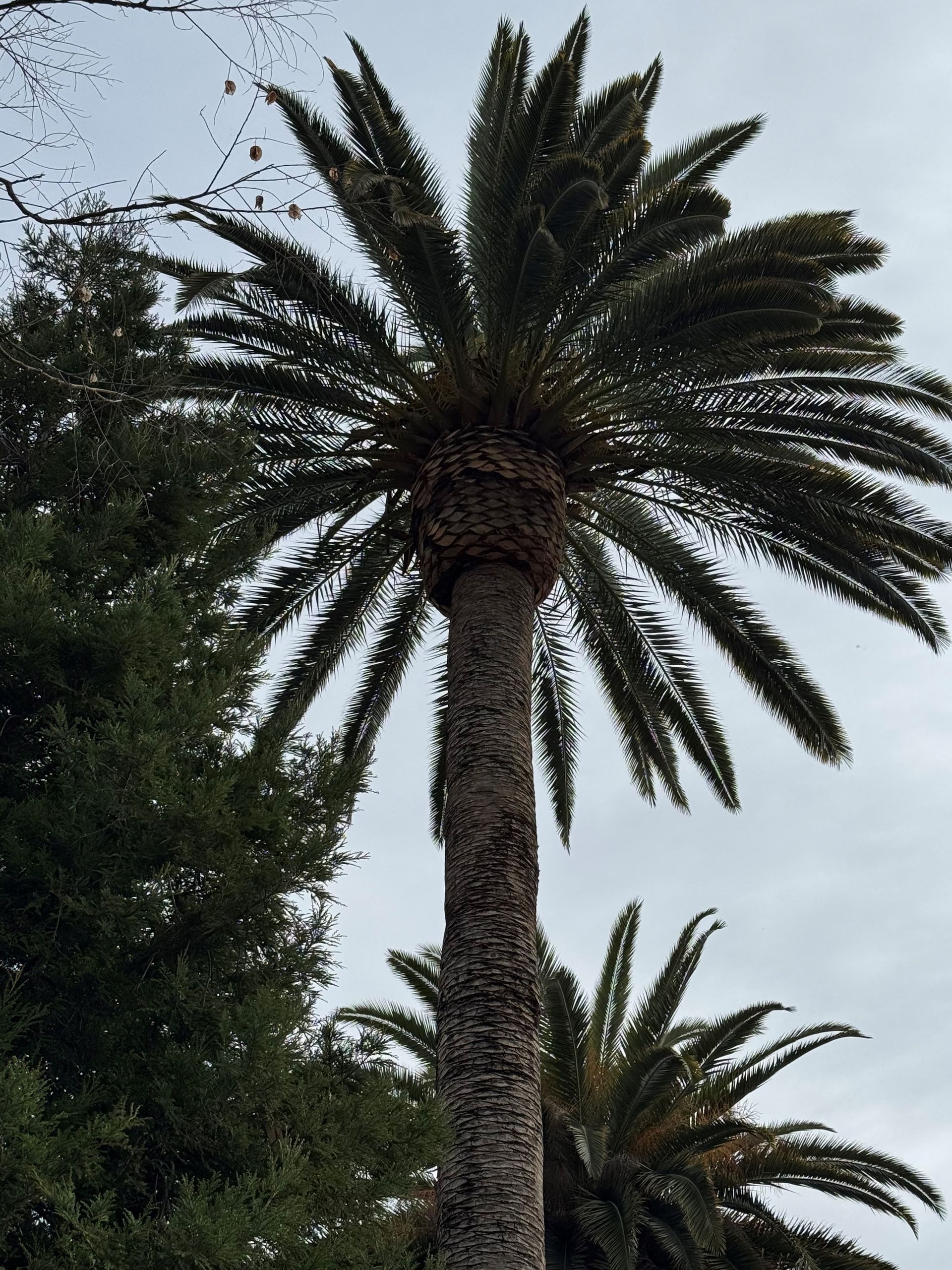 Palm Tree Pruning in Sacramento, CA - FC Valley Tree Care Inc.