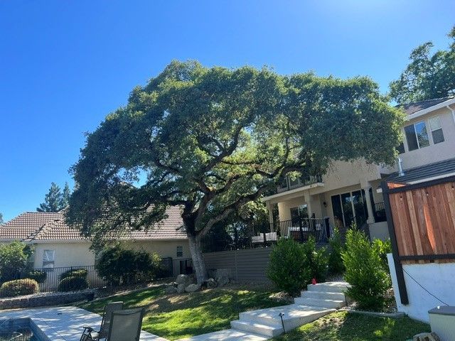 Tree pruning in Sacramento, CA - FC Valley Tree Care Inc.