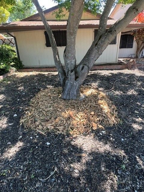 Tree mulching in Sacramento, CA - FC Valley Tree Care Inc.