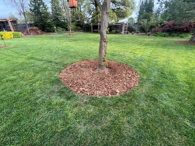 Tree Removal in Sacramento, CA - FC Valley Tree Care Inc.