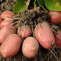 Beautiful Sweet Potatoes