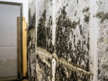 Mold Remediation Grand Junction