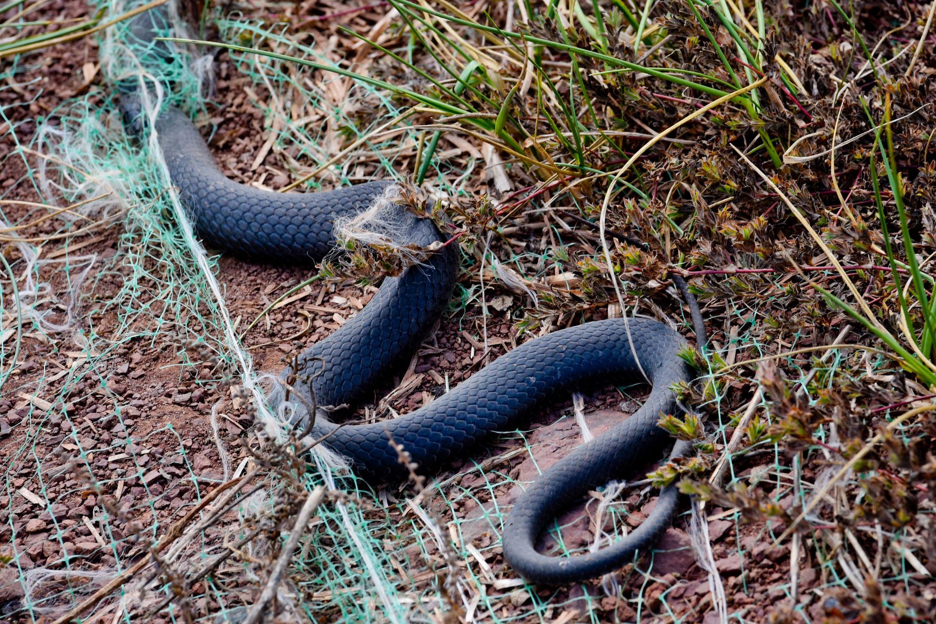 Black Snake Resting On Green Net Outdoors | D&V Autobody
