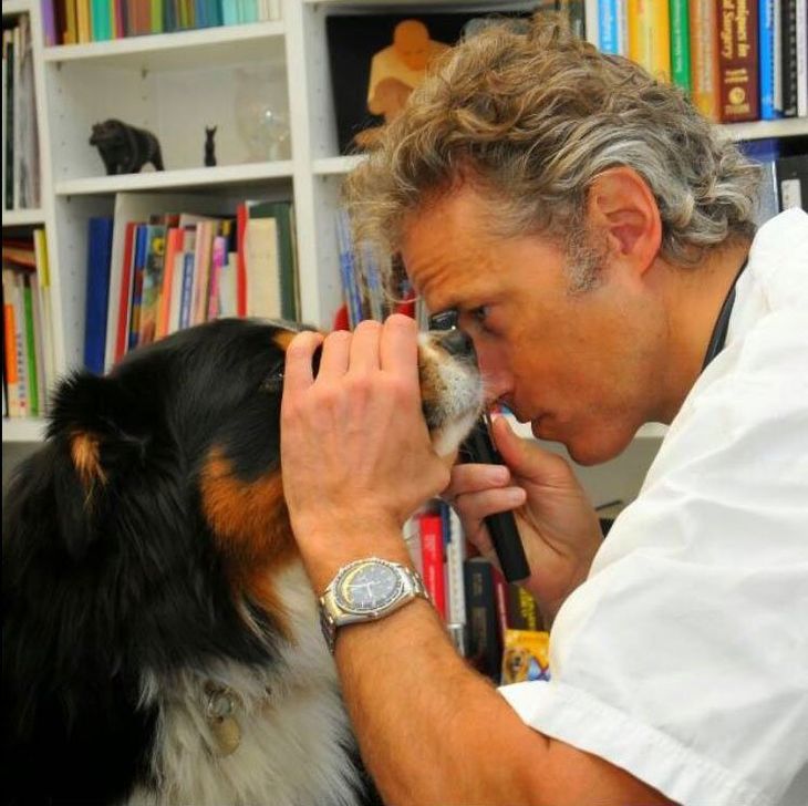 veterinario in studio mentre visita un cane