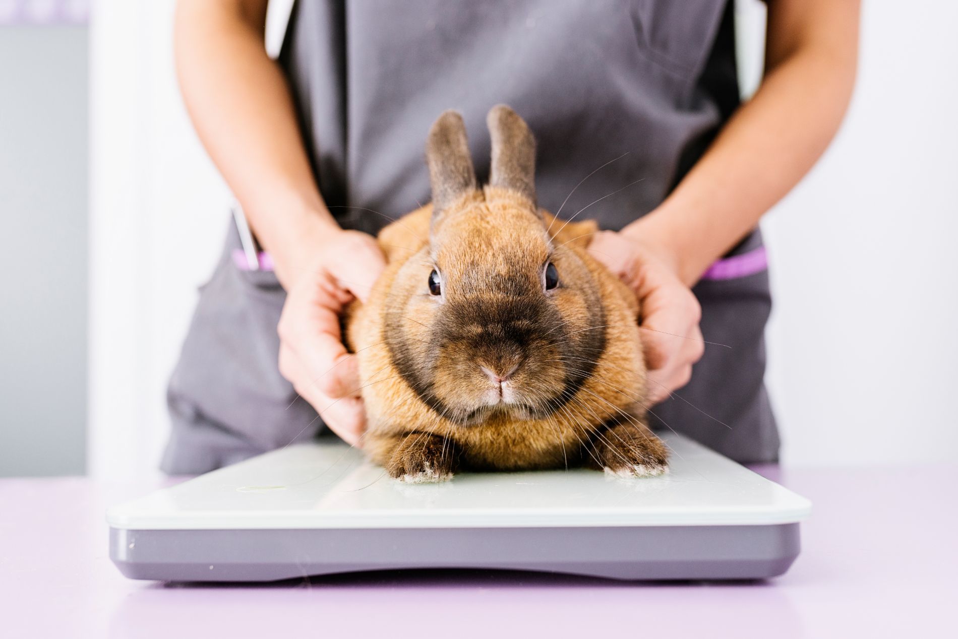 rabbit in for a test