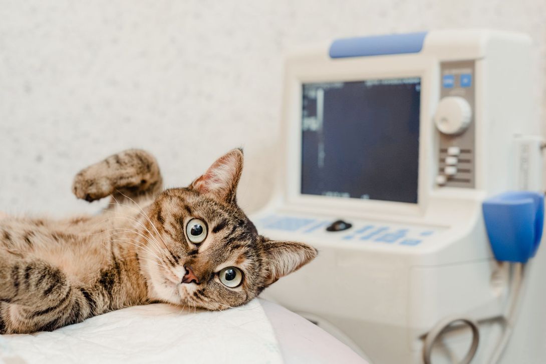 gatto durante un esame cardiologico