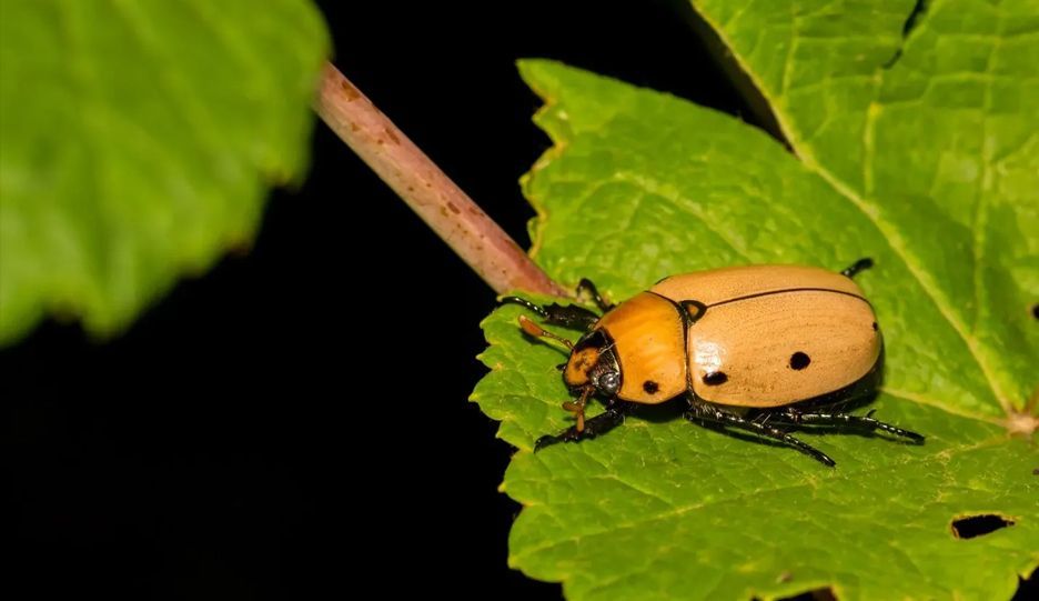 A close up of a beetle sitting on a green leaf.