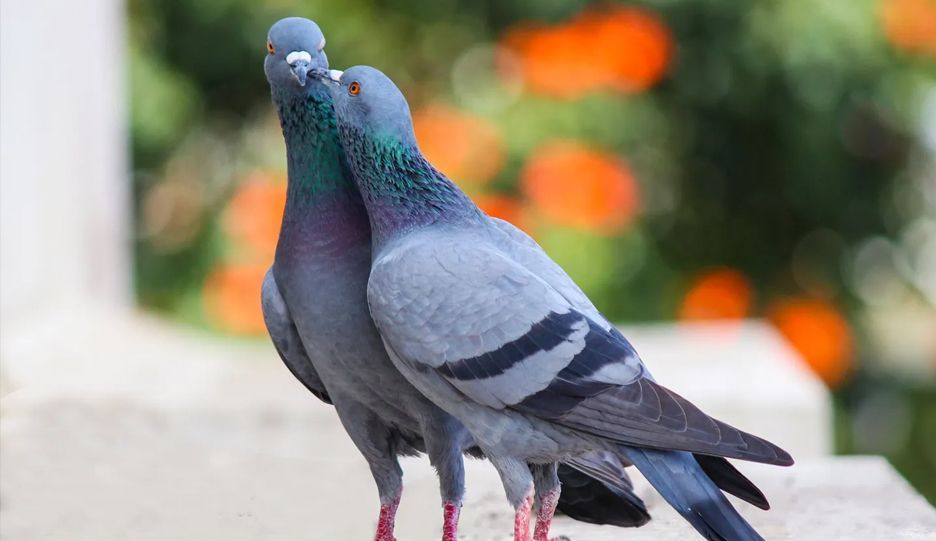Two pigeons are standing next to each other on a wall.