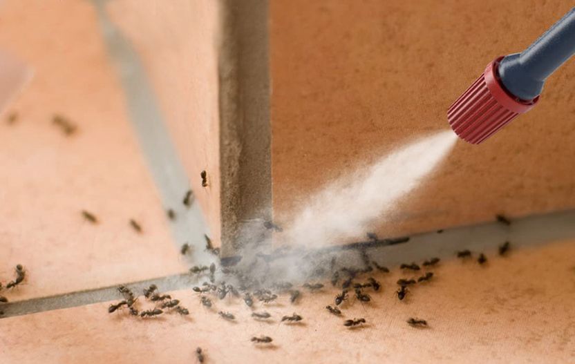 A person is spraying ants with a spray bottle.