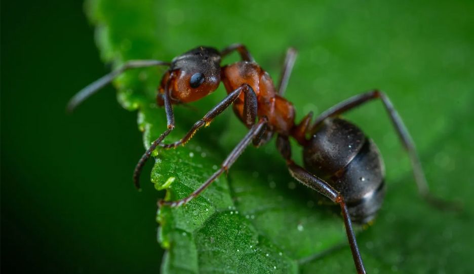 A close up of an ant on a green leaf.