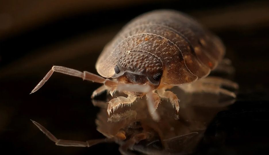 A close up of a bed bug on a black surface.