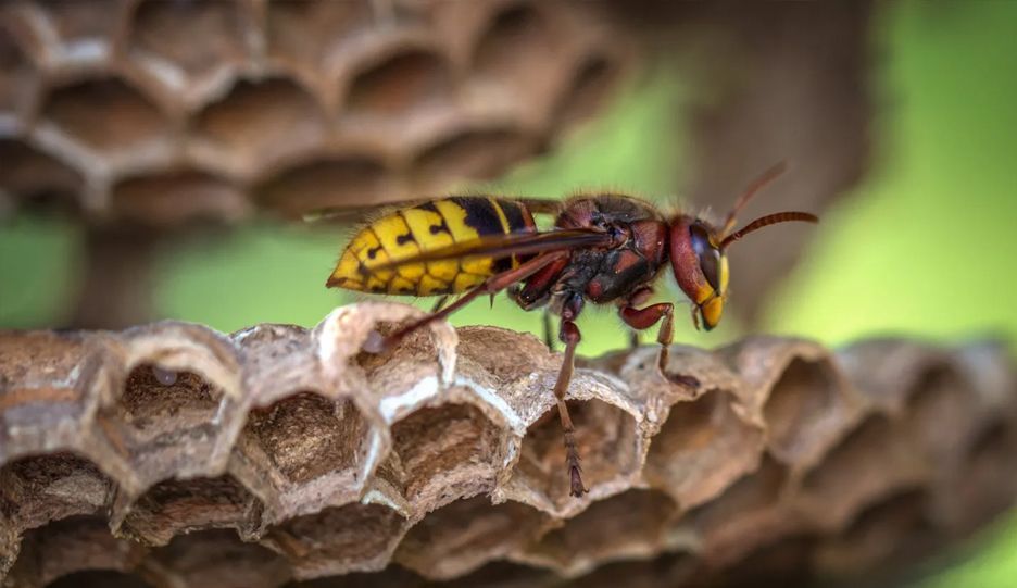 A wasp is sitting on top of a honeycomb.