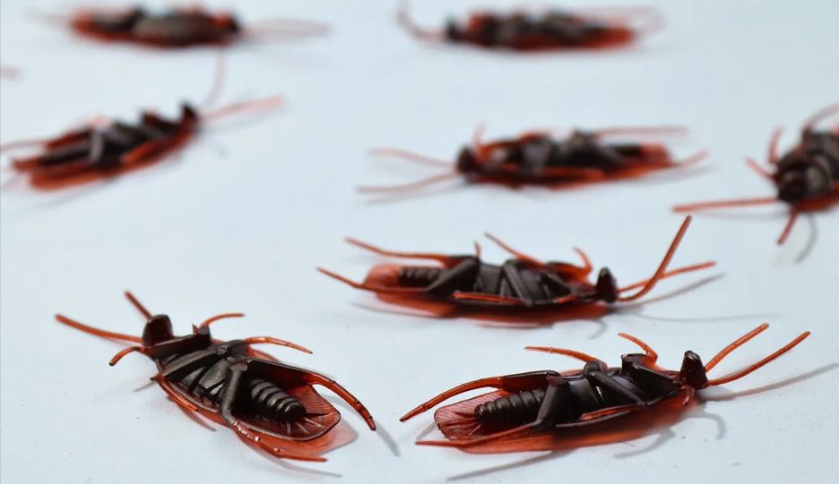 A bunch of cockroaches are laying on a white surface
