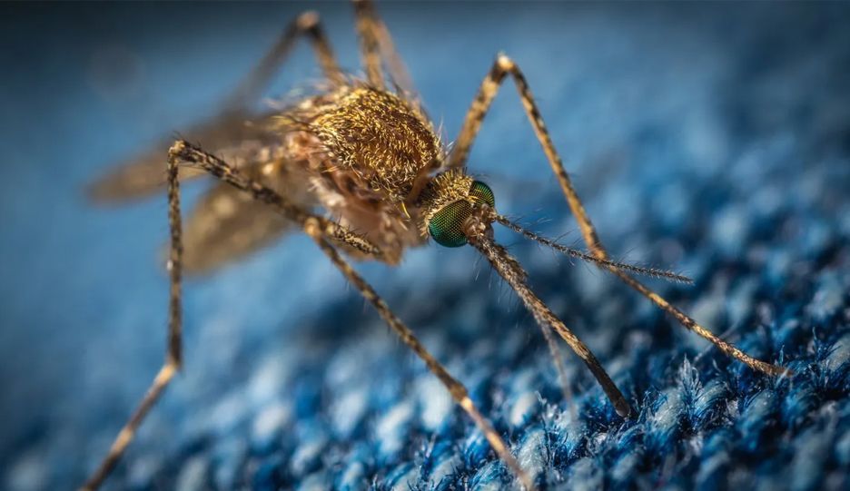 A close up of a mosquito on a blue cloth.