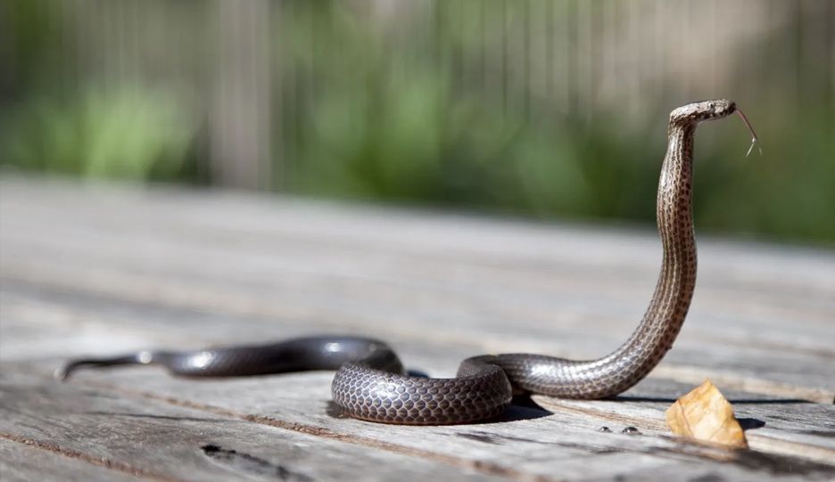A close up of a snake on a wooden table.