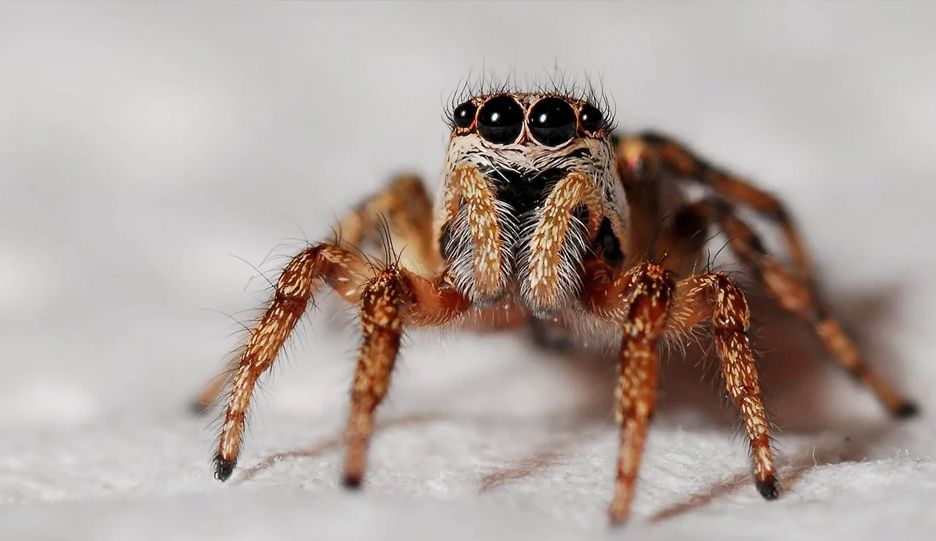 A close up of a jumping spider on a white surface.