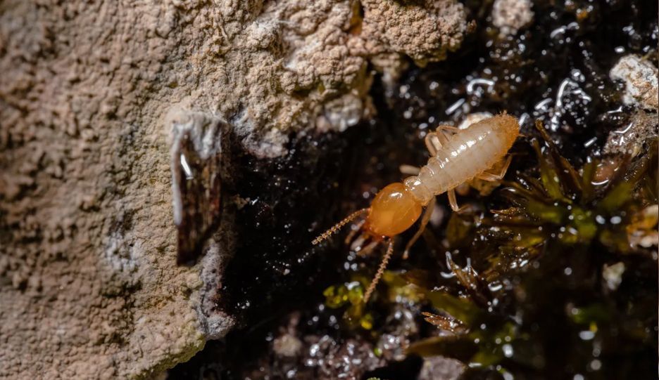 A termite is crawling on a rock in the dirt.