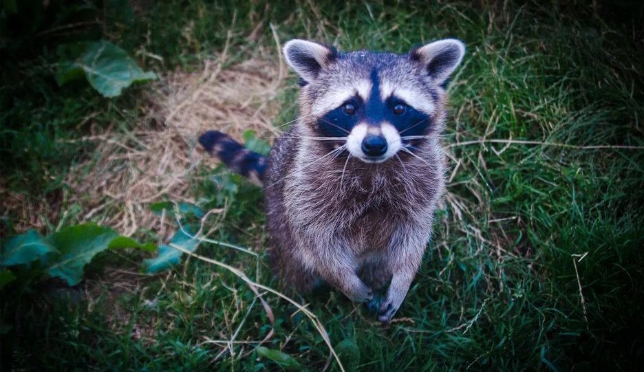 A raccoon is standing in the grass looking up at the camera.