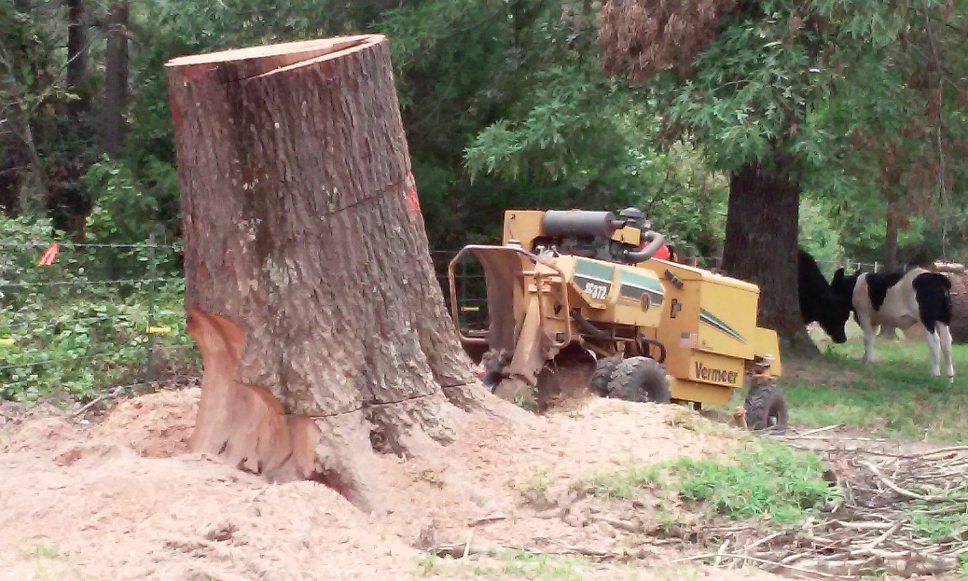 Residential tree stump grinding services, 77868 Navasota TX