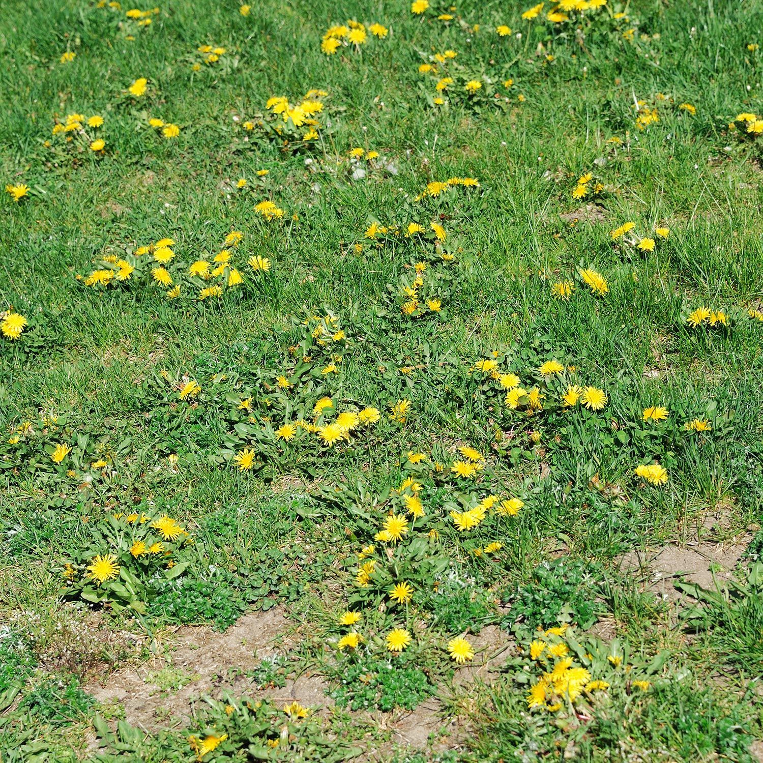 Residential lawn in bad condition due to widespread dandelion growth.