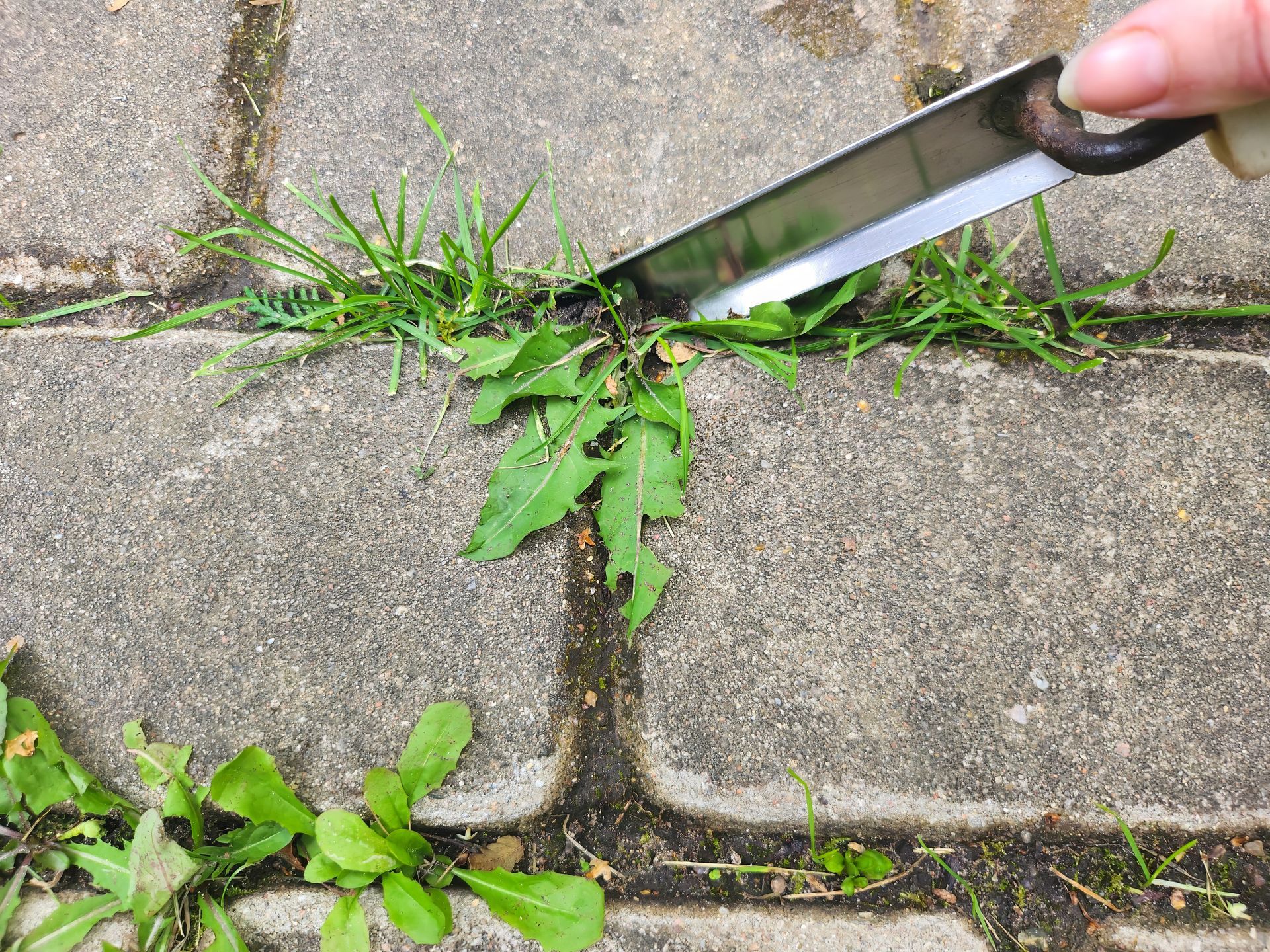 Hand removing weeds from cracks in paving stones using a garden tool.