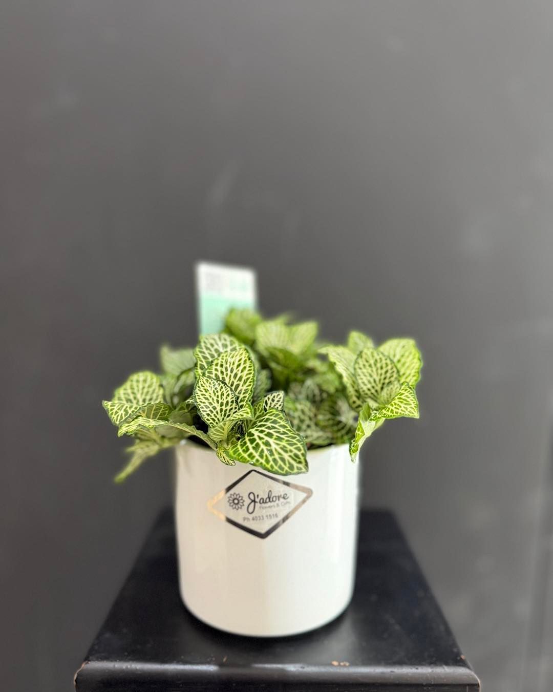 A white ceramic pot with a green-and-white patterned plant against a black backdrop.