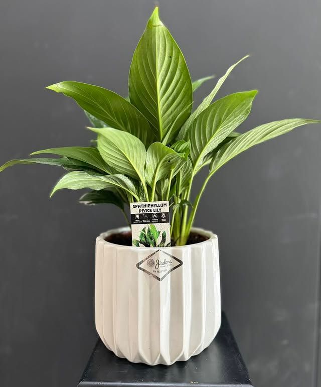 Bouquet of Pink Gerbera Daisies, White Carnations — J'adore Flowers & Gifts Cairns in Earlville, QLD