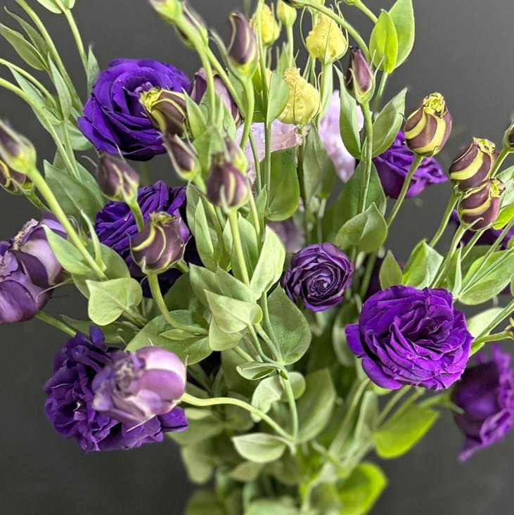 Purple Lisianthus Flowers With Green Leaves, Some in Full Bloom — J'adore Flowers & Gifts Cairns in Earlville, QLD