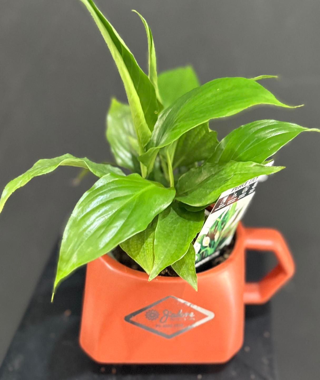 Bouquet of Large, Light Blue Hydrangea Flowers With Green Leaves — J'adore Flowers & Gifts Cairns in Earlville, QLD