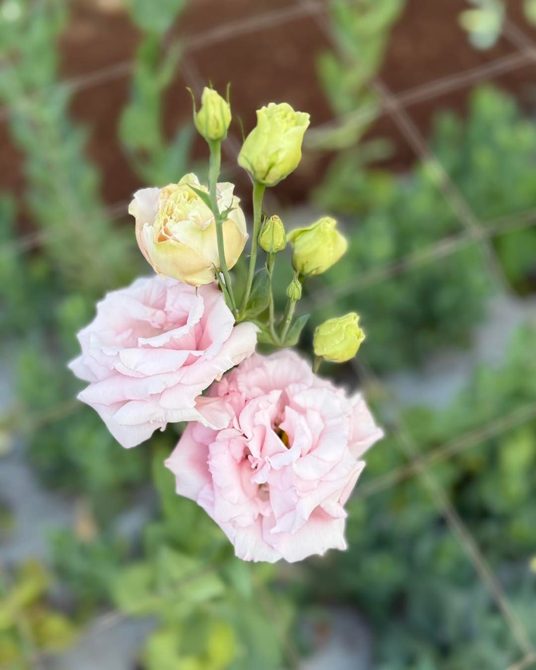 Arrangement of Red Roses and Exotic Flowers in a Golden Square Vase — J'adore Flowers & Gifts Cairns in Earlville, QLD
