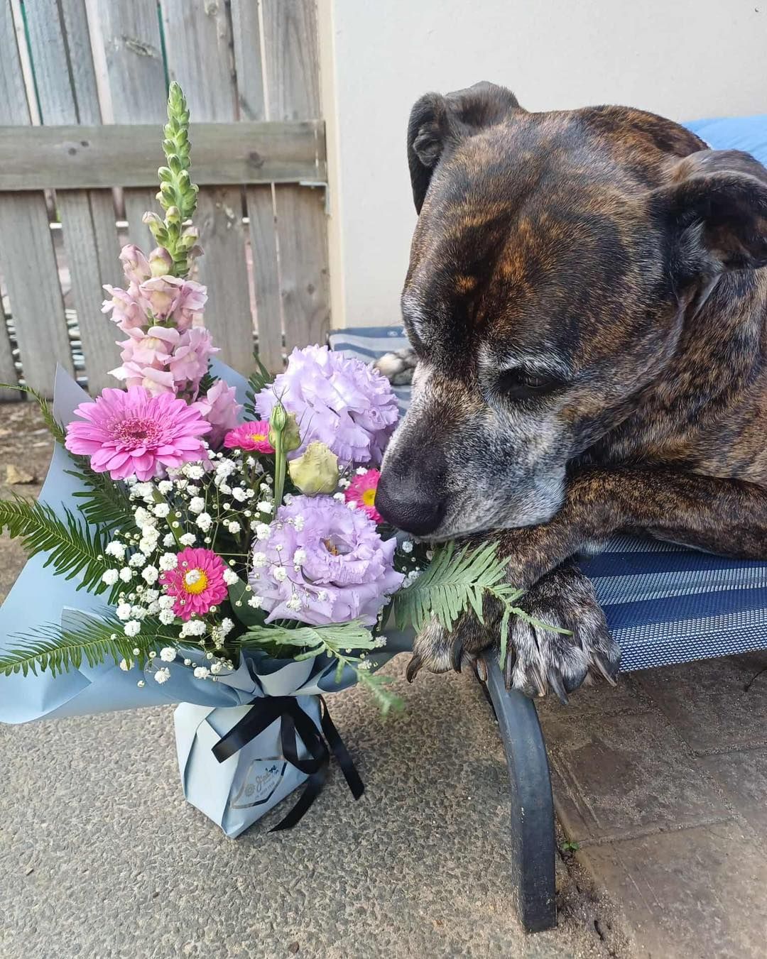 Dog Sniffing a Bouquet of Pink and Purple Flowers on a Blue Bench — J'adore Flowers & Gifts Cairns in Earlville, QLD