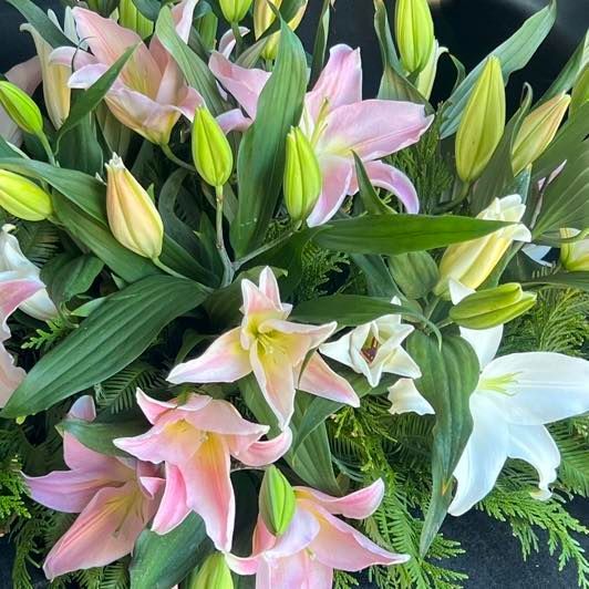 Close-up of Pink and White Lilies With Green Buds and Foliage — J'adore Flowers & Gifts Cairns in Earlville, QLD