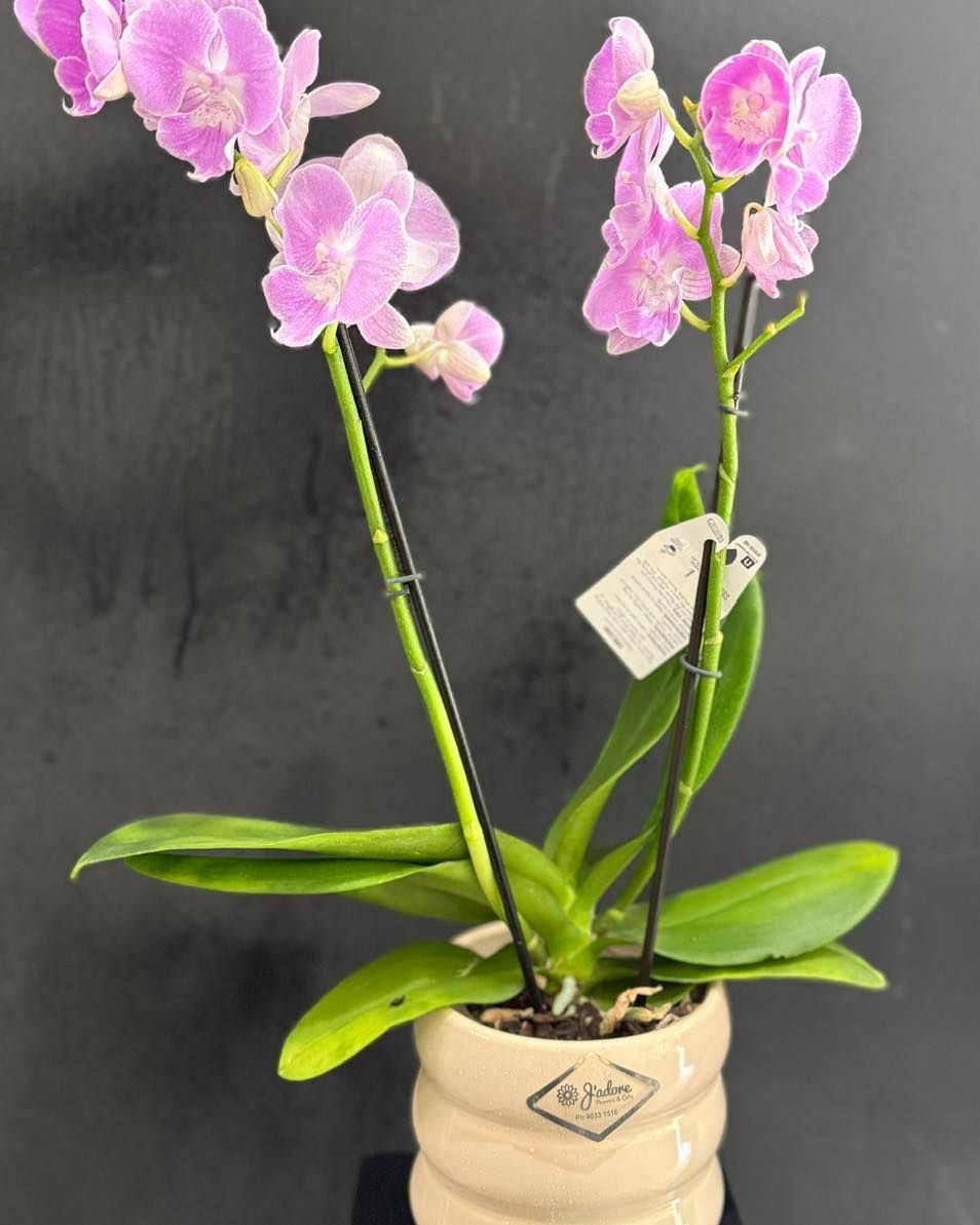 Pink Orchid Plant in a Tan Pot Against a Dark Background — J'adore Flowers & Gifts Cairns in Earlville, QLD