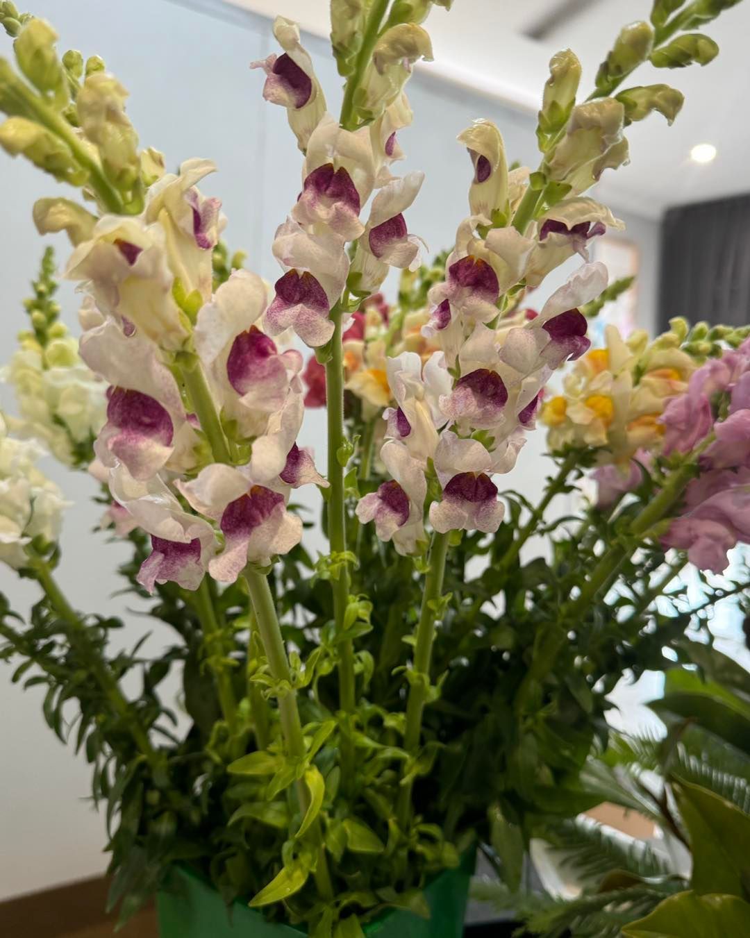 close-up of white and purple snapdragon stems in a green florist bucket