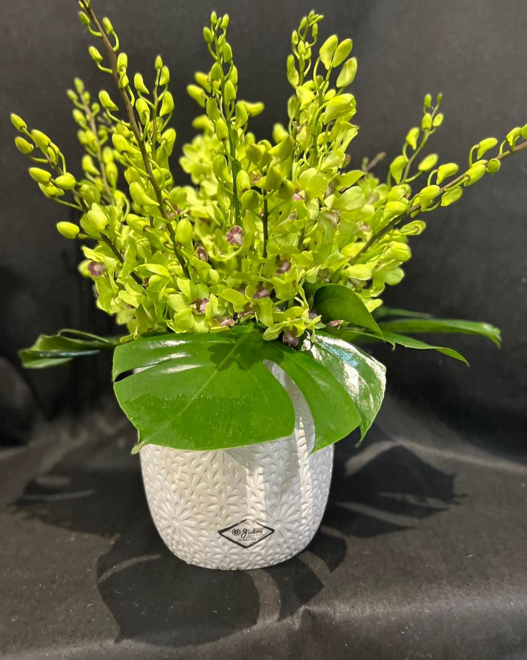 Lime green orchids in a textured white vase, with large green leaves. Black background - J'adore Flowers & Gifts Cairns in Earlville, QLD